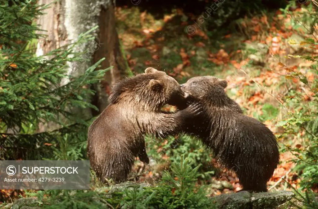 brown bears playing