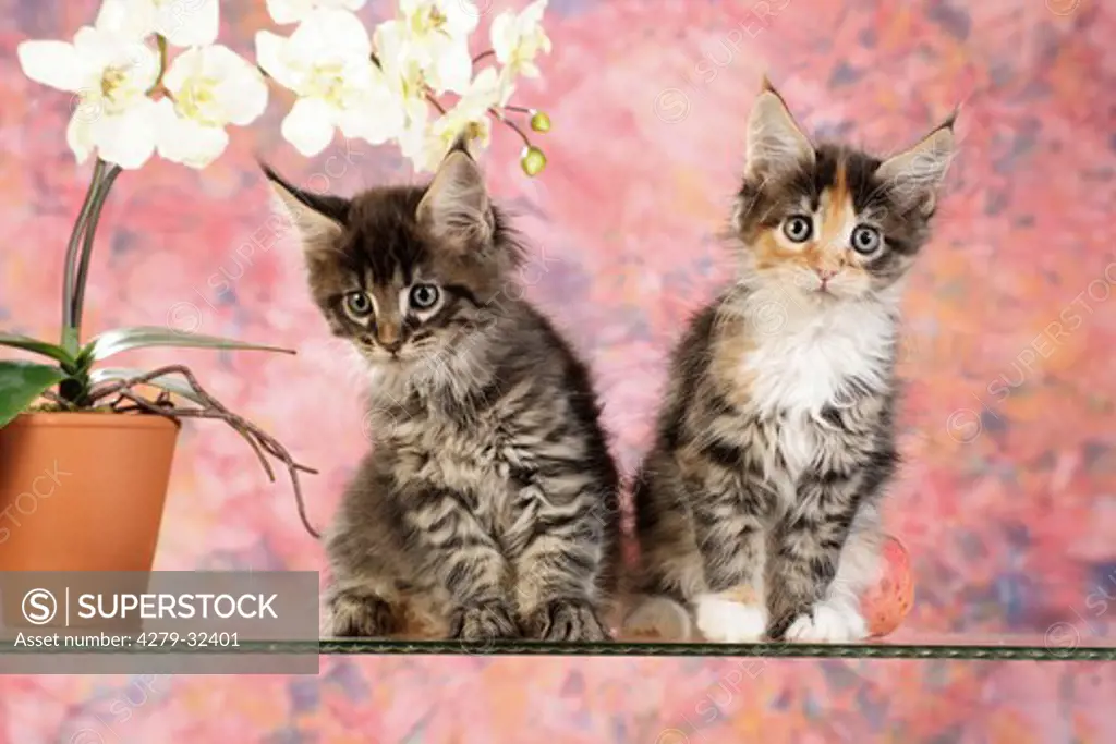 Maine Coon cat - two kittens sitting next to orchid