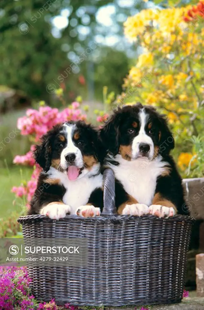 Bernese Mountain dog - two puppies in basket