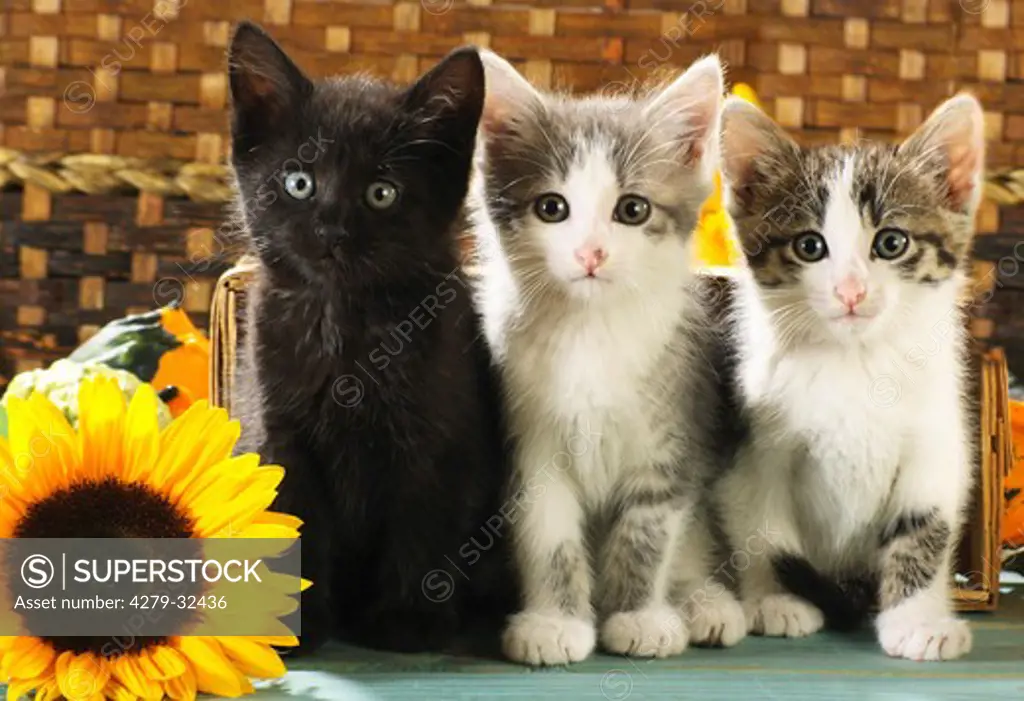 domestic cat - three kittens sitting