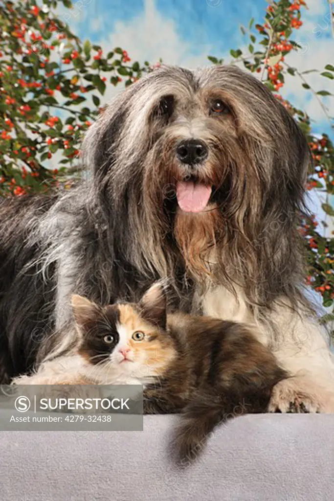 animal friendship: Polish Lowland Sheepdog and Siberian Forest cat - kitten