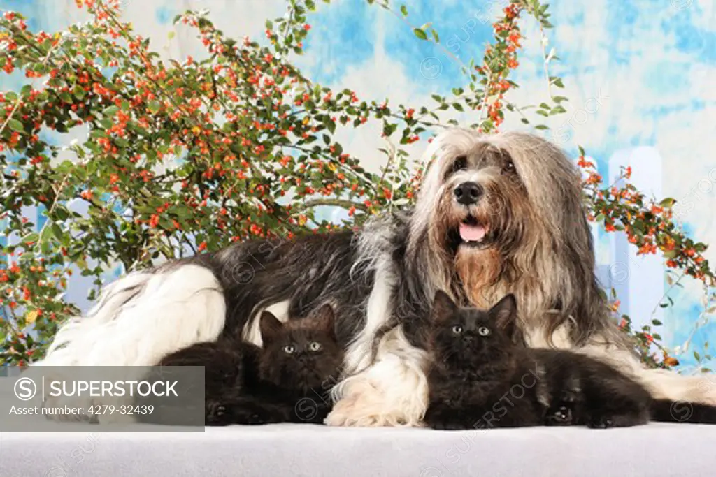 animal friendship: Polish Lowland Sheepdog and Siberian Forest cat - two kittens