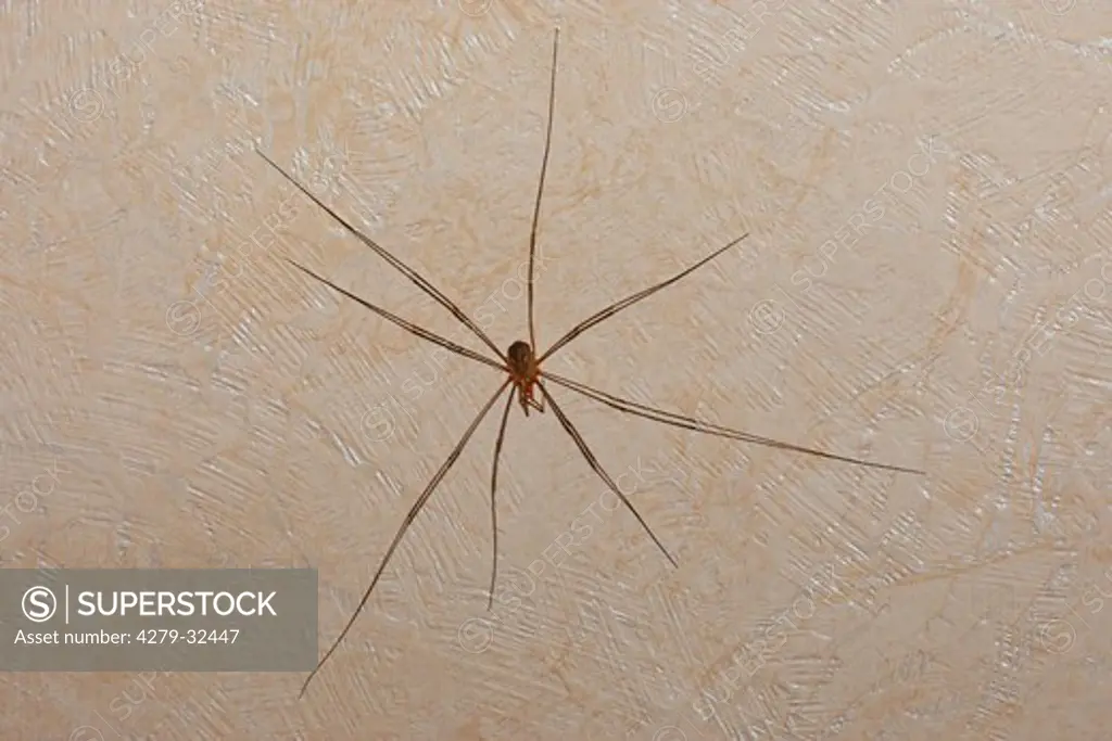 Daddy-long-legs on a wall, Phalangium opilio
