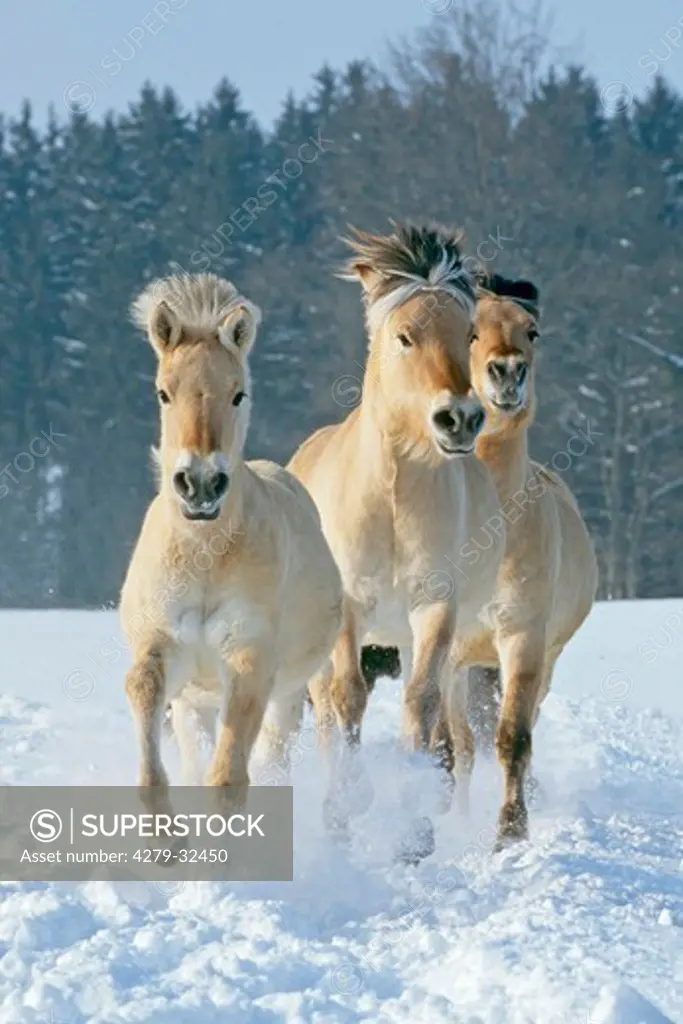 three Norwegian Fjord Horses - running in snow