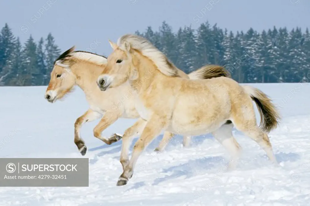 two Norwegian Fjord Horses - galloping in snow