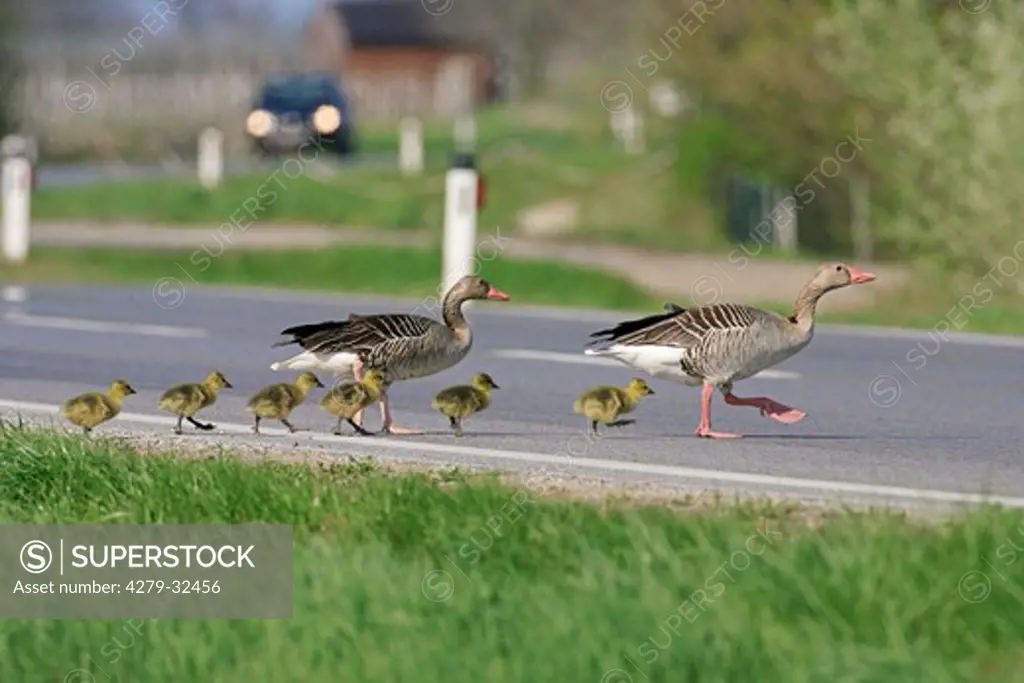 Greylag geese - crossing a road, Anser Anser