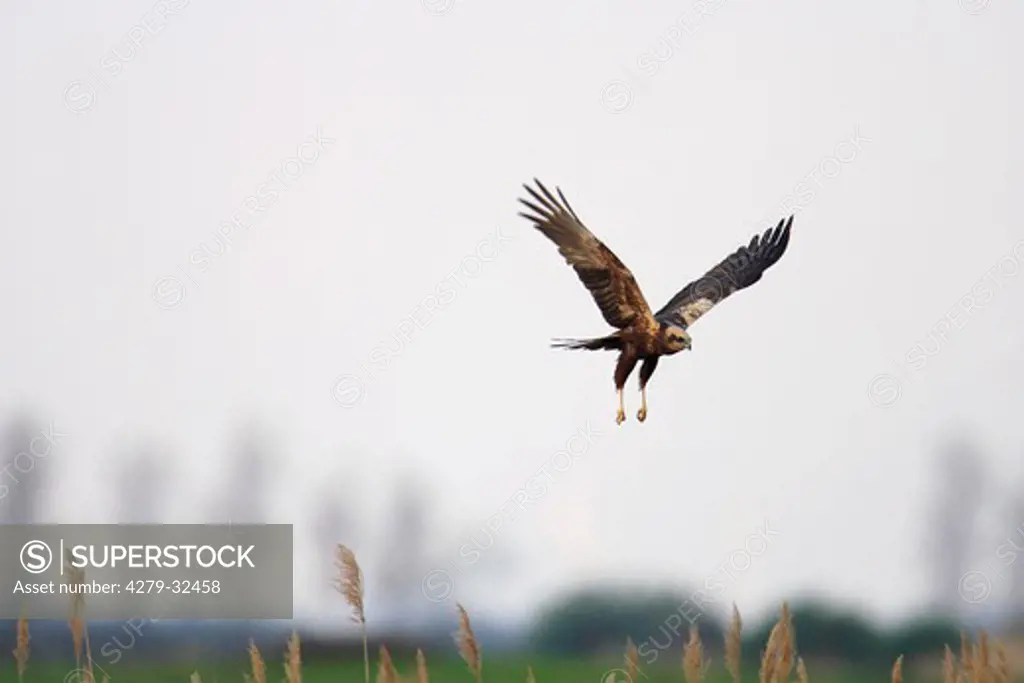 Western Marsh-harrier - flying, Circus aeruginosus