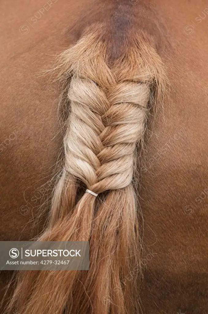 Oldenburg horse - plaited horse tail