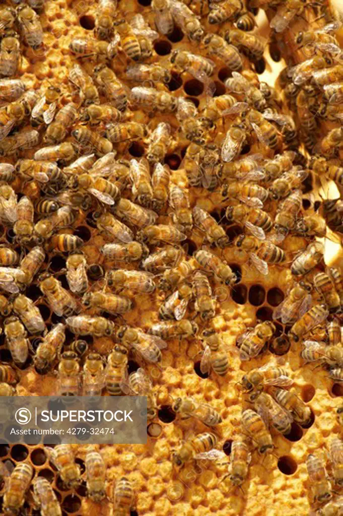 Honeybees at honeycomb, Apis mellifera