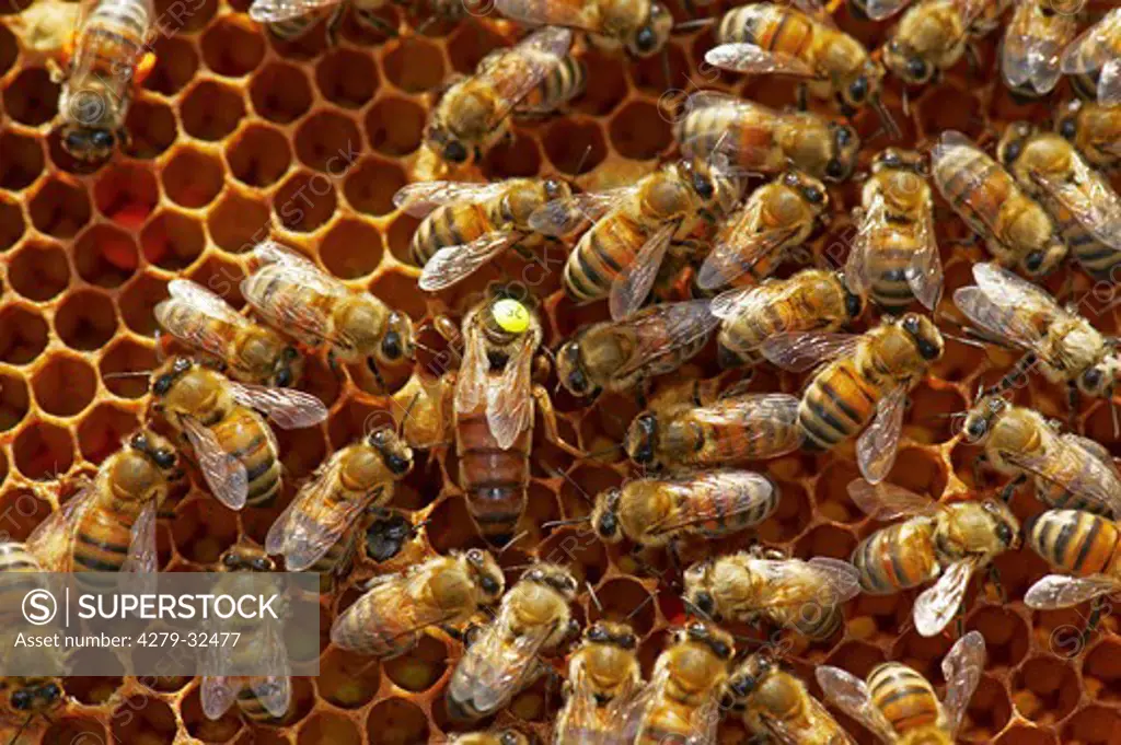 honeybees and her queen, Apis mellifera