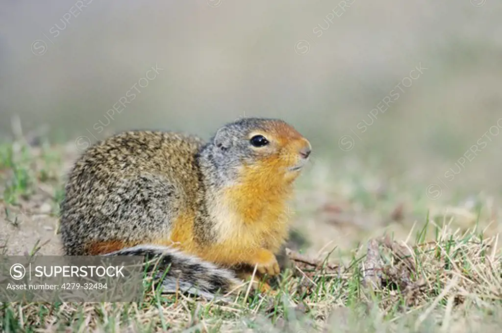 Columbian Ground Squirrel, Spermophilus columbianus