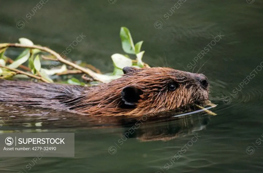 North American Beaver - swimming with a twig, Castor canadensis
