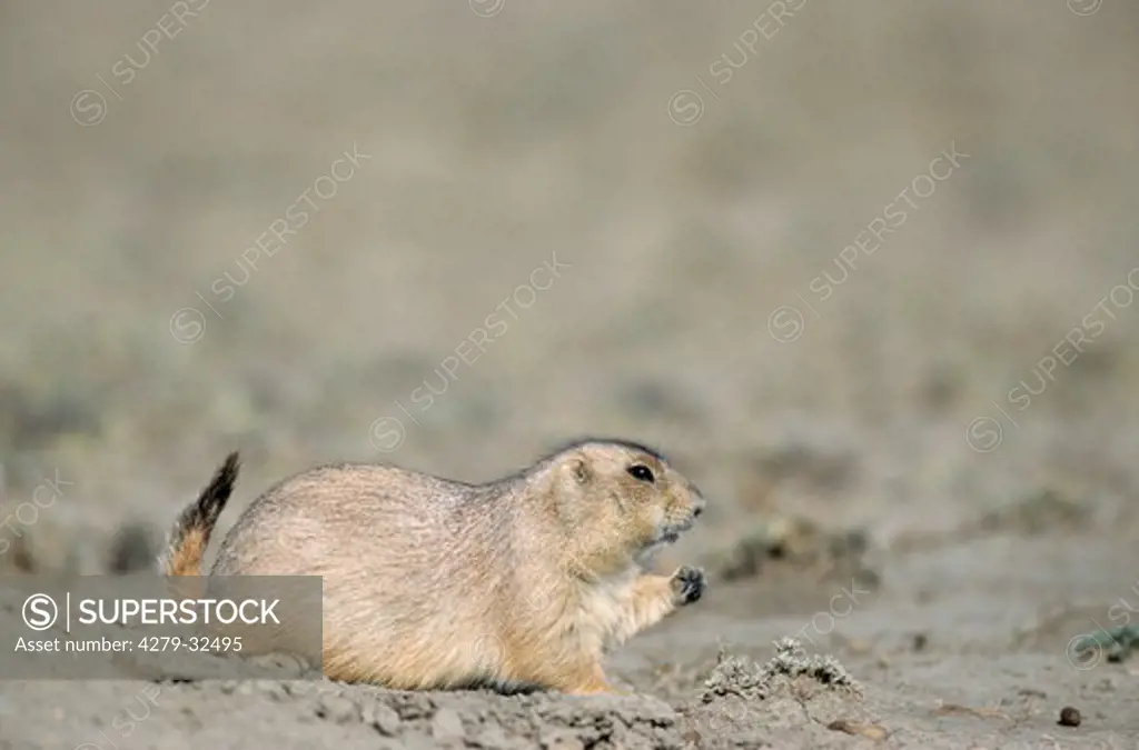 Black-tailed Prairie Dog - lifting paw, Cynomys ludovicianus