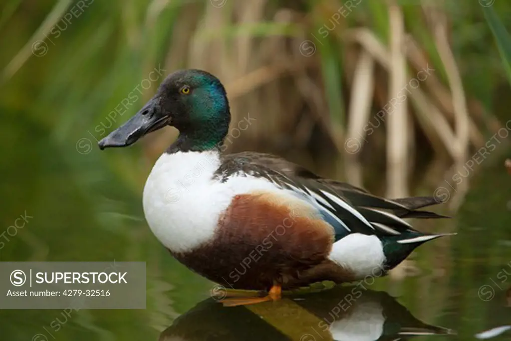 Northern Shoveler - standing in the water, Anas clypeata