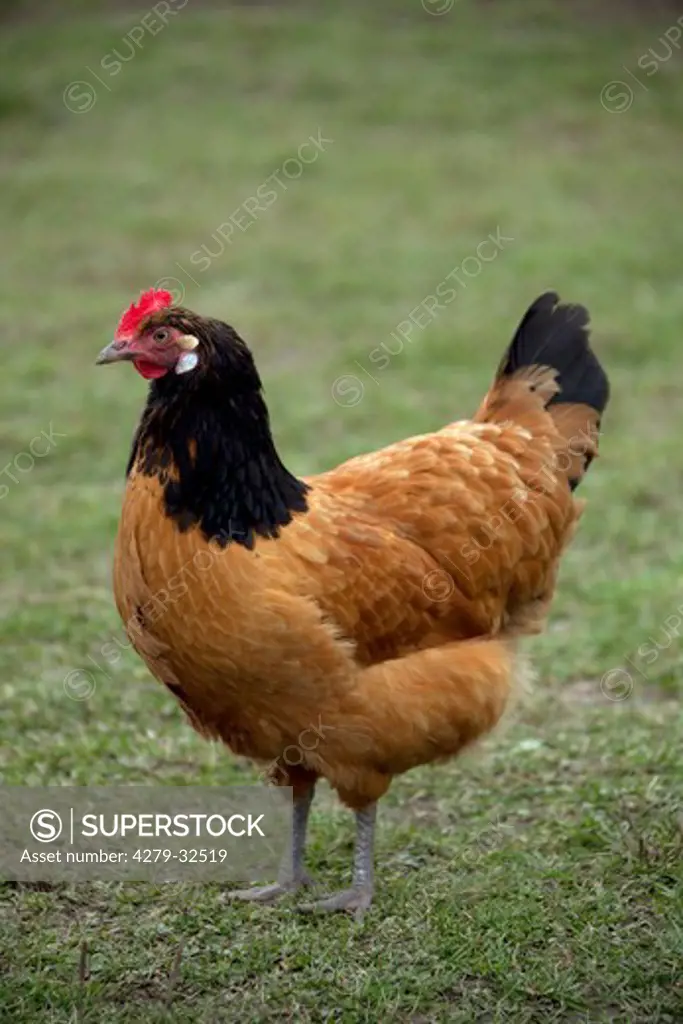 hen - standing, Gallus domesticus