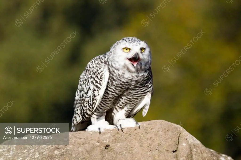 young snowy owl, Bubo scandiacus