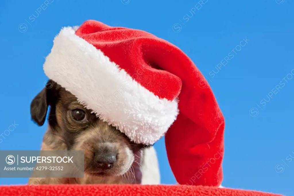 Jack Russell Terrier dog - puppy with Santa Claus cap
