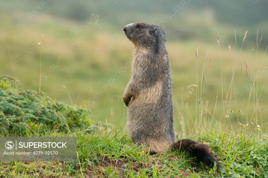 Alpine marmot - standing, Marmota marmota
