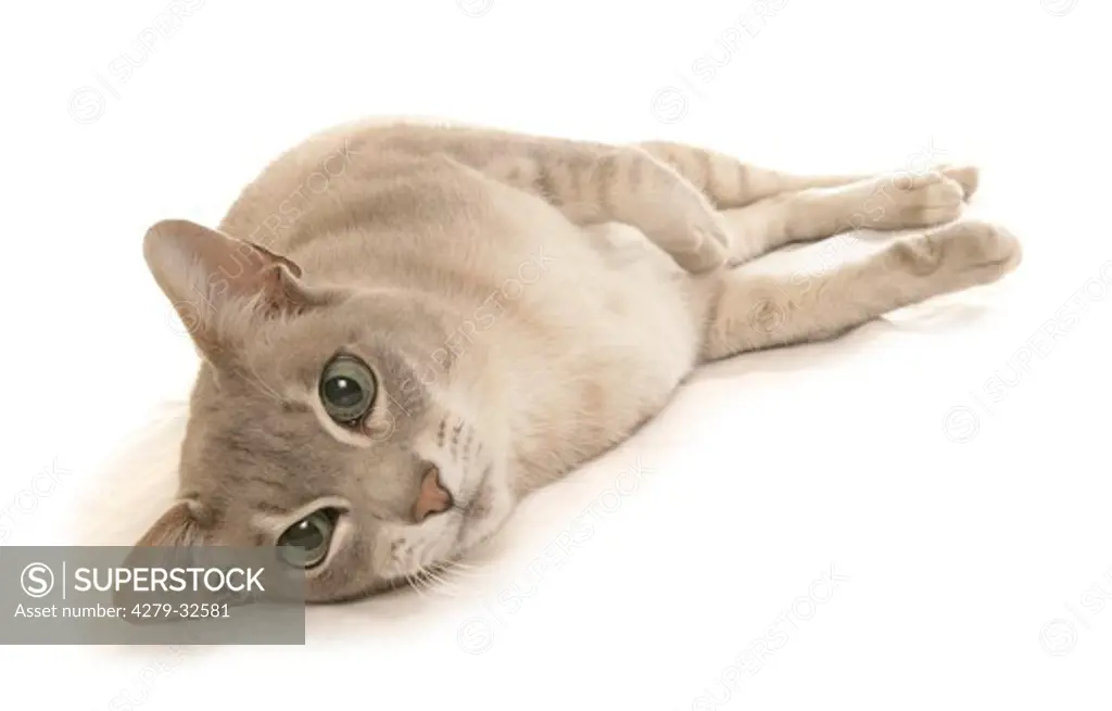 Tonkinese cat - lying - cut out