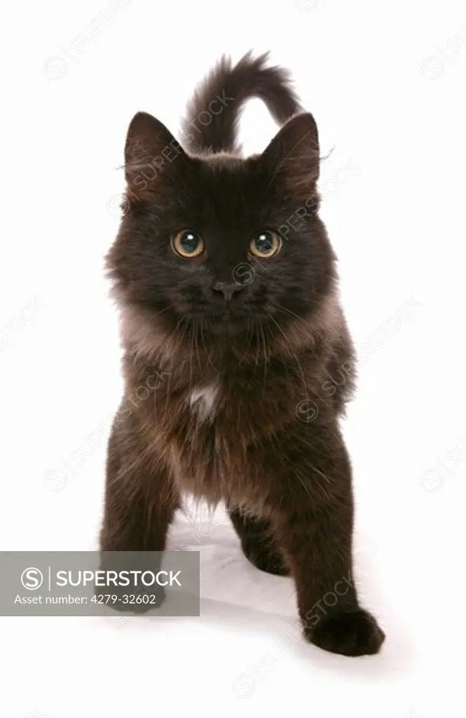 black Siberian cat - kitten standing
