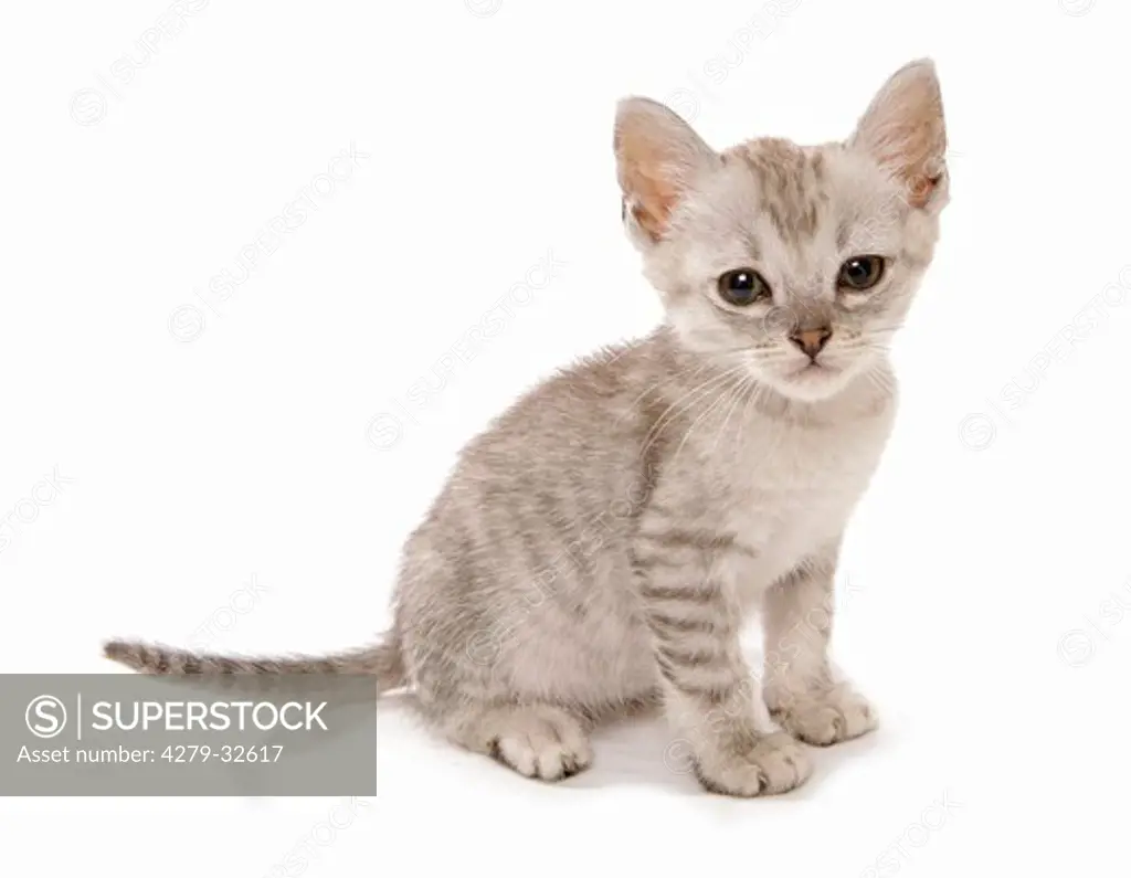 Somali cat - kitten - cut out