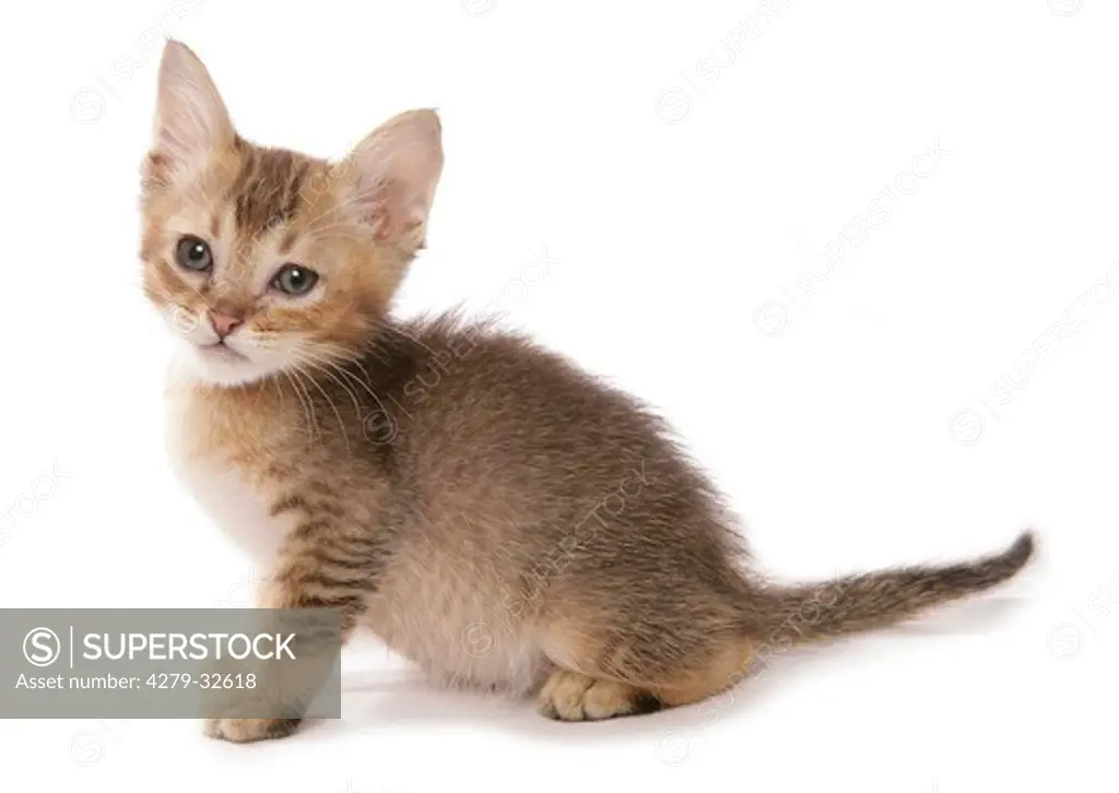 Tiffanie cat - kitten - cut out