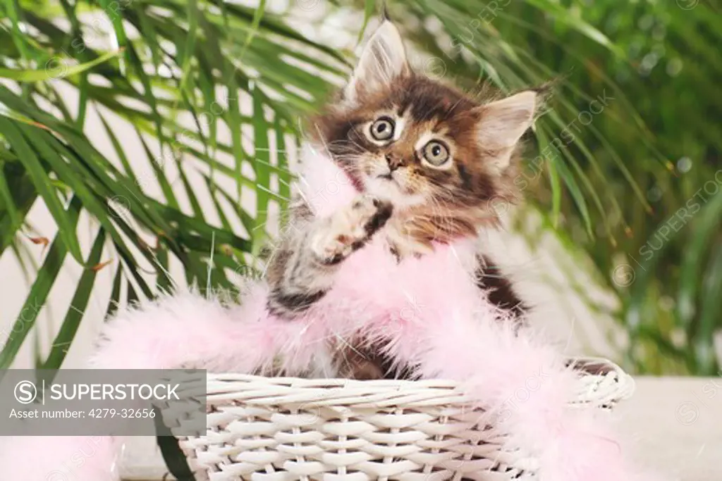 Maine Coon cat - kitten with a pink scarf