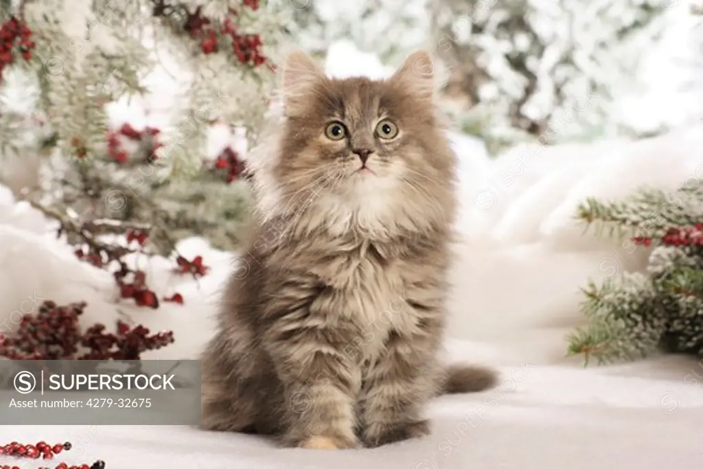 Siberian cat - kitten sitting in the snow