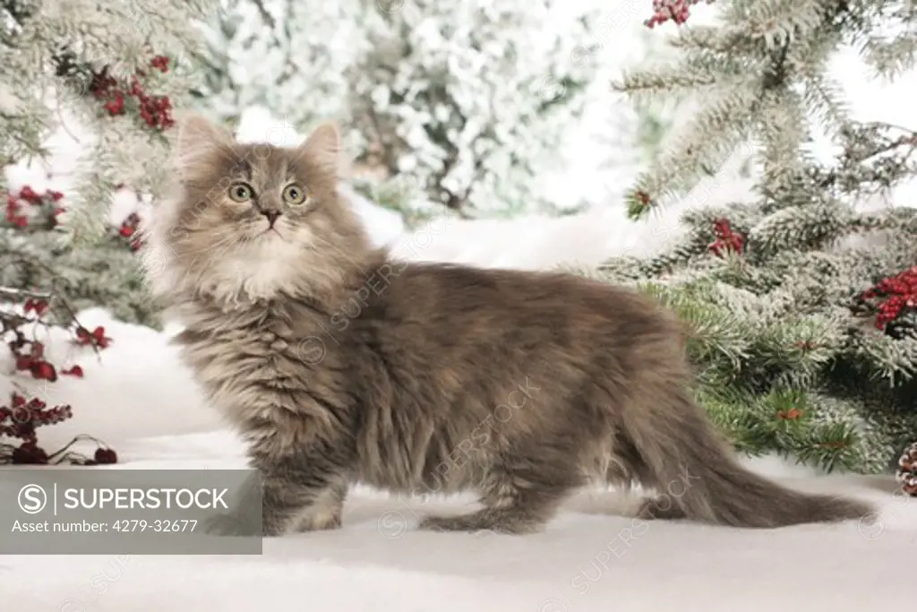Siberian cat - kitten standing in the snow