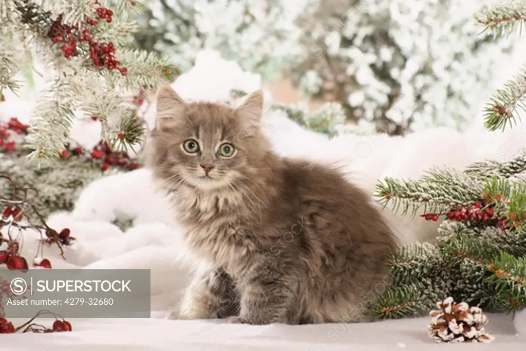 Siberian cat - kitten sitting in the snow