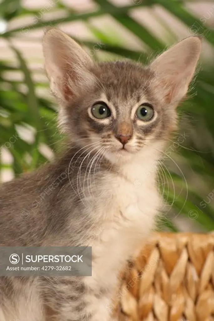 Javanese cat - kitten sitting