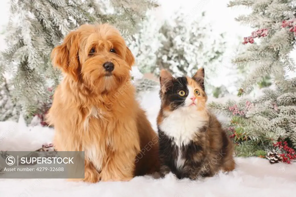 animal friendship: Havanese dog and a Siberian cat - sitting in the snow