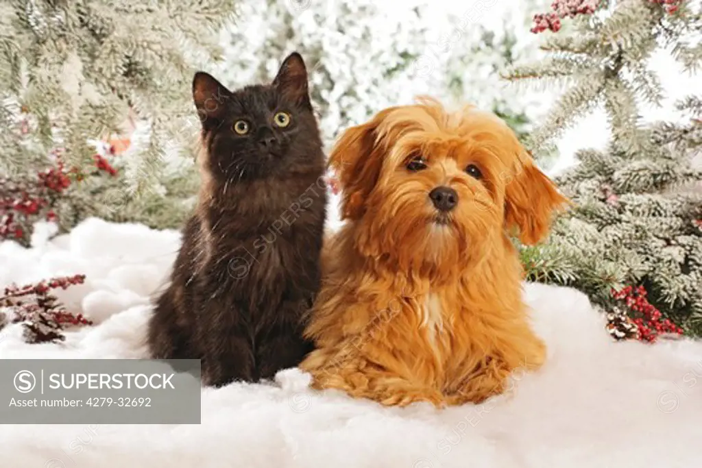 animal friendship: Havanese dog and Siberian cat - sitting in the snow