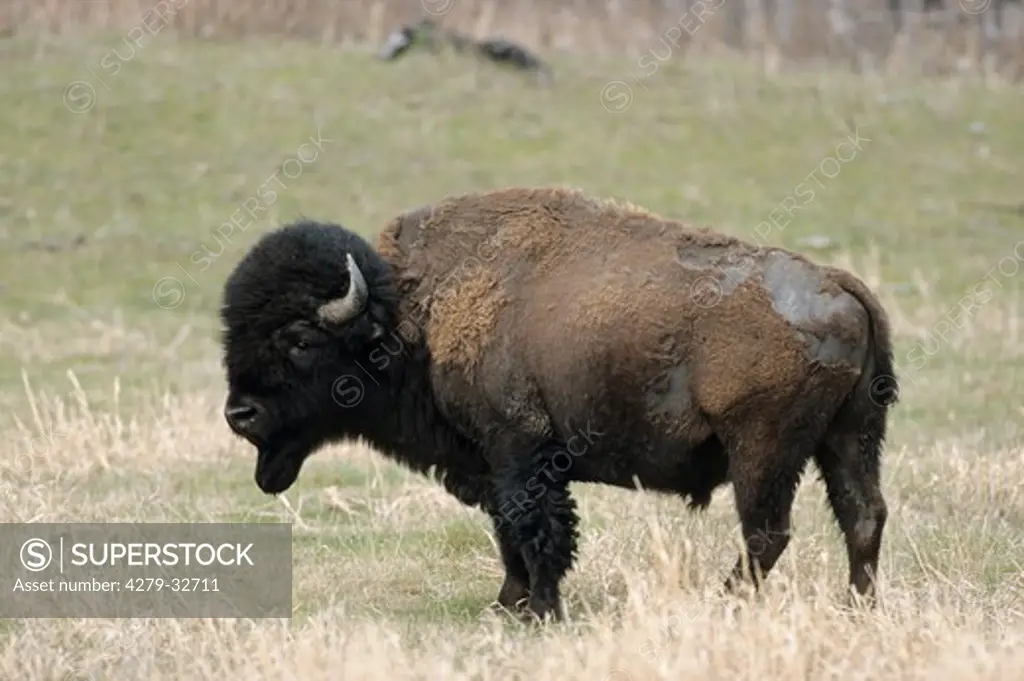 plains bison - bull - standing, Bison bison bison