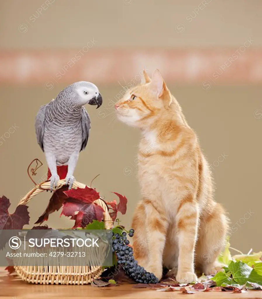 animal friendship : domestic cat and African Grey Parrot