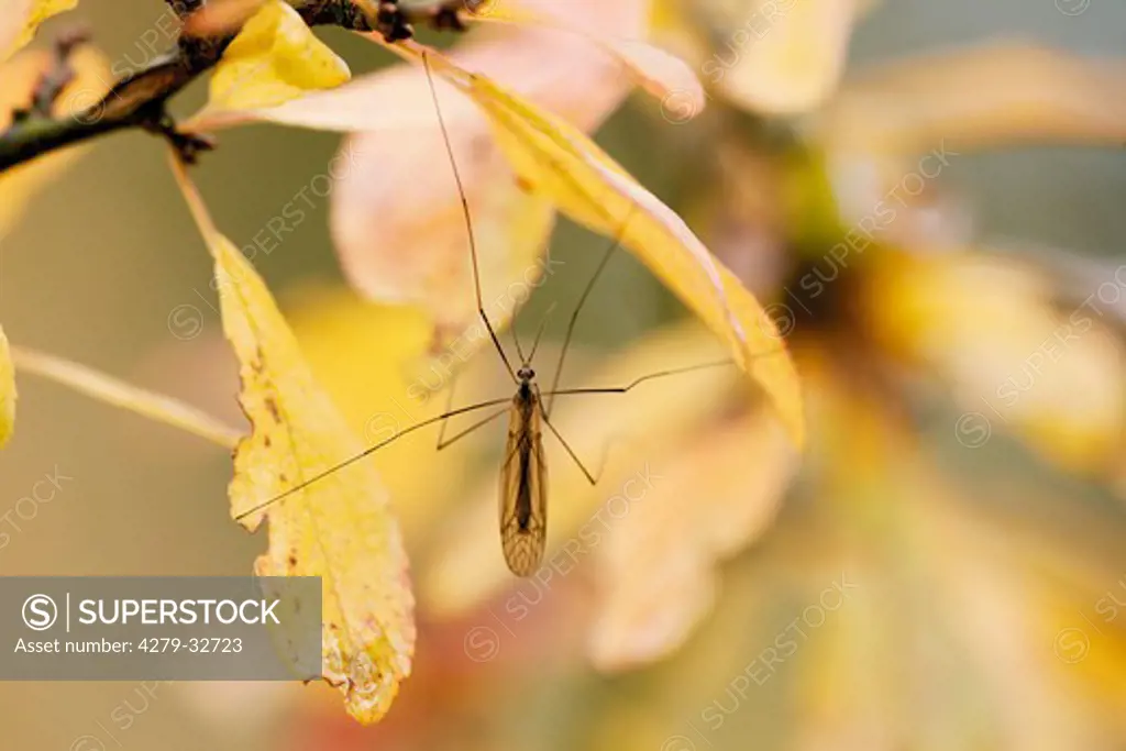 cranefly, Tipula oleracea
