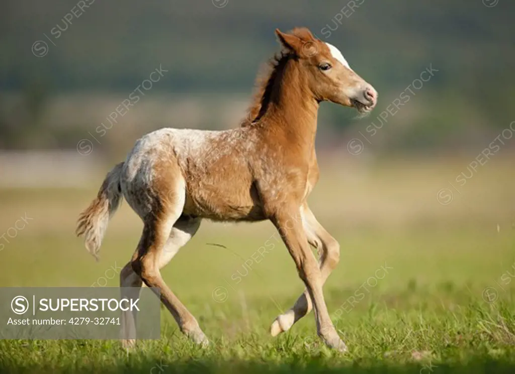 Knabstrup horse - foal on meadow