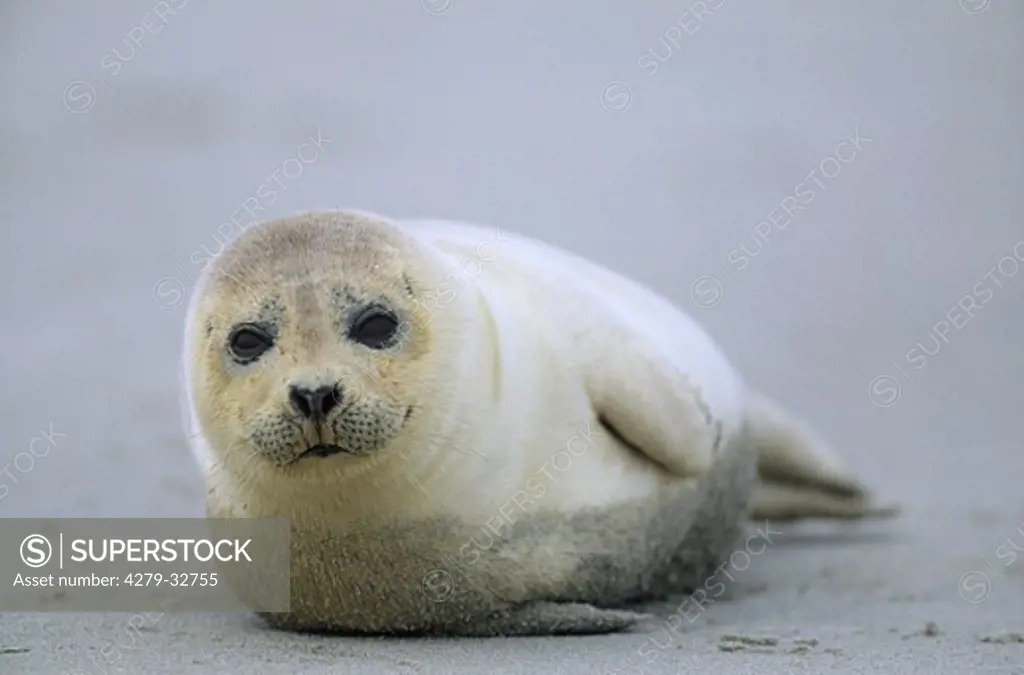 Harbor Seal - lying, Phoca vitulina