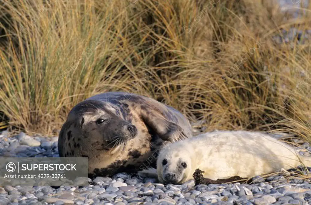 Grey Seal - female and cub, Halichoerus grypus