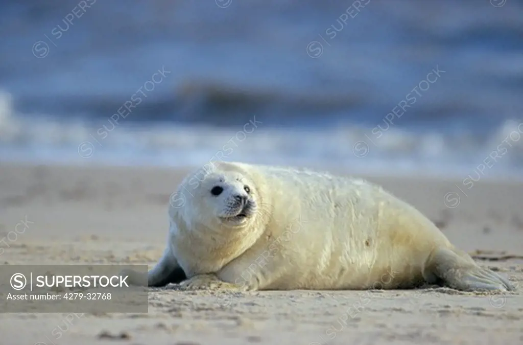Grey Seal - cub at the beach, Halichoerus grypus
