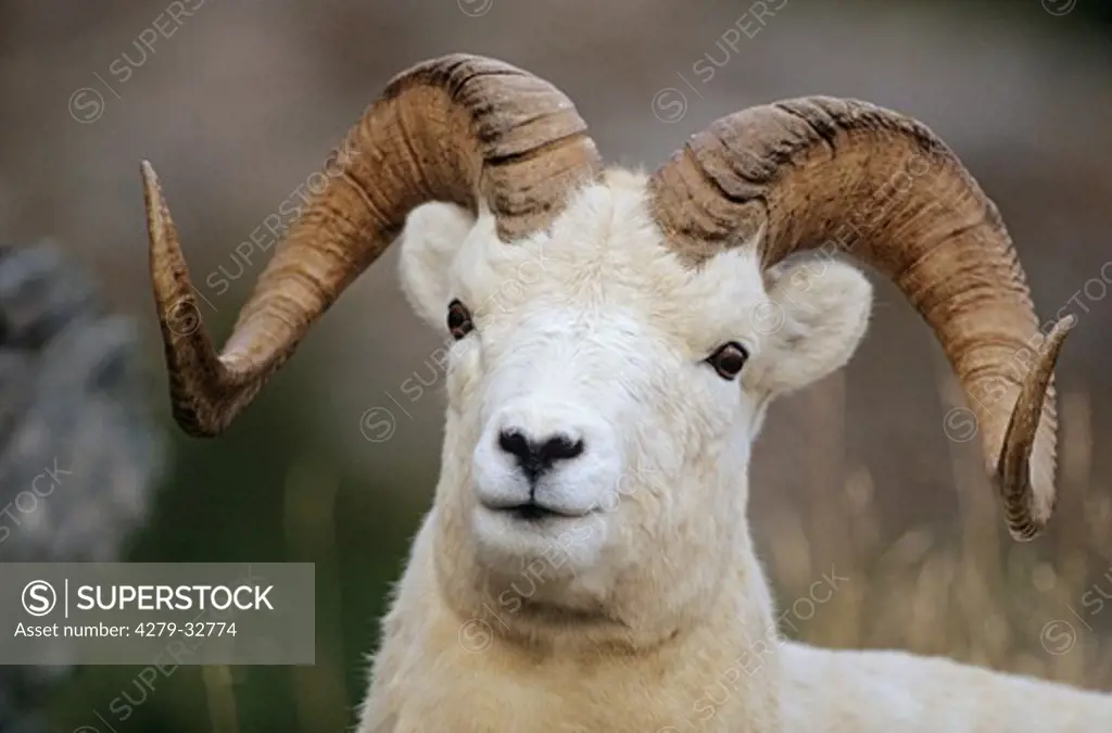 Dall Sheep (male) - portrait, Ovis dalli