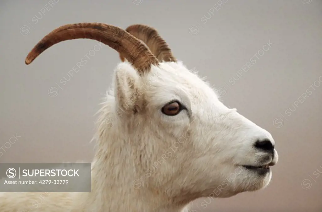 Dall Sheep - female - portrait, Ovis dalli