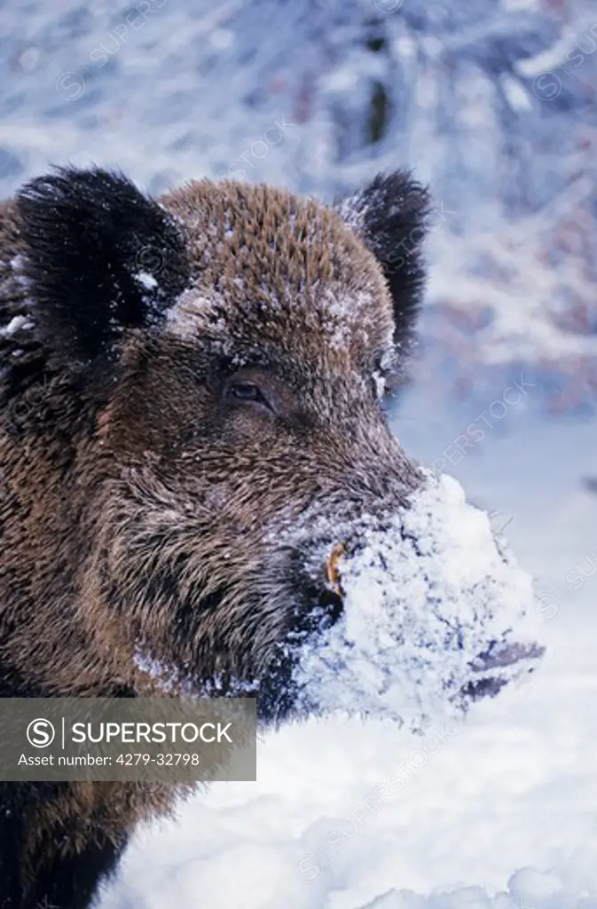 Wild Boar - male in snow, Sus scrofa