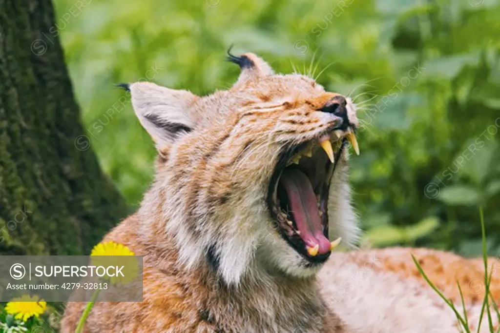 Eurasian lynx - yawning, Lynx lynx