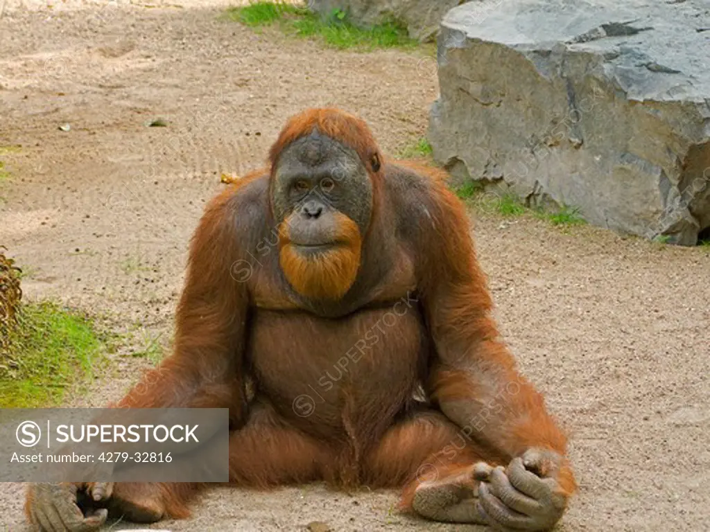 Sumatran Orangutan (male) - sitting, Pongo abelii