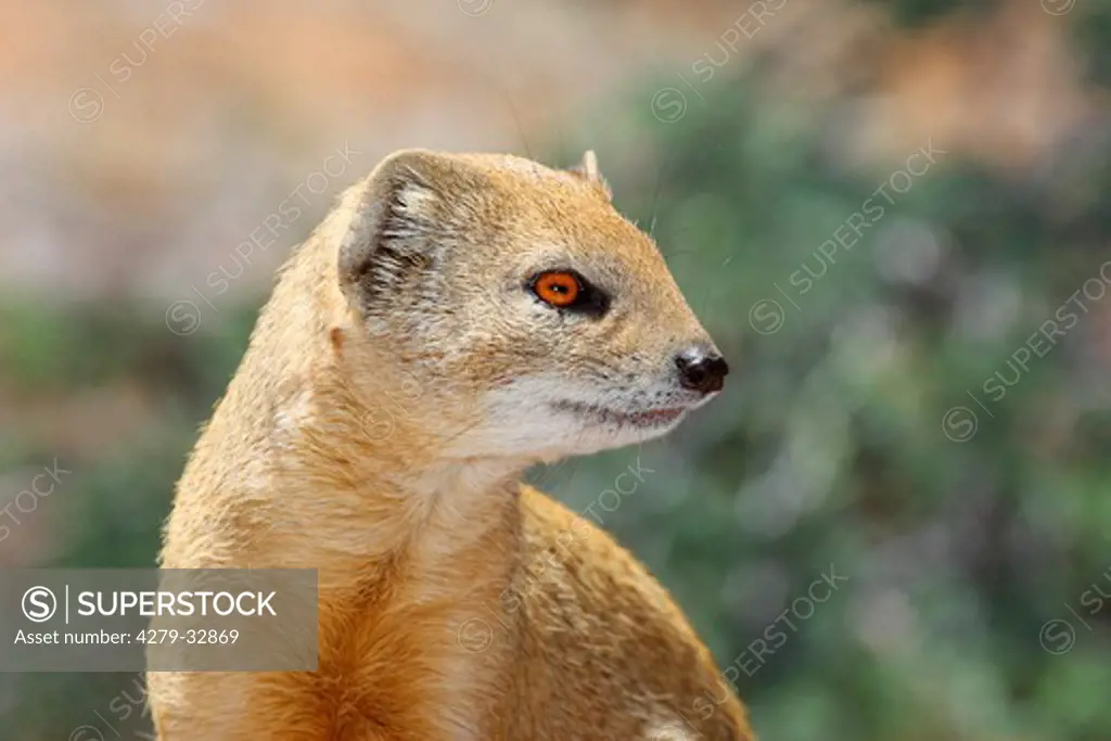 Yellow Mongoose - portrait, Cynictis penicillata