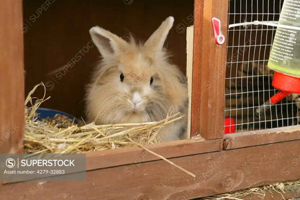 lionhead dwarf rabbit in hutch
