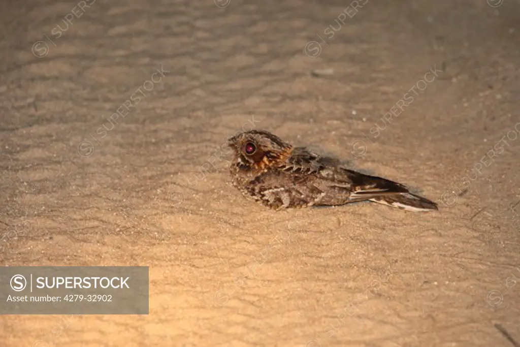Pennant-winged Nightjar in sand, Macrodipteryx vexillaria