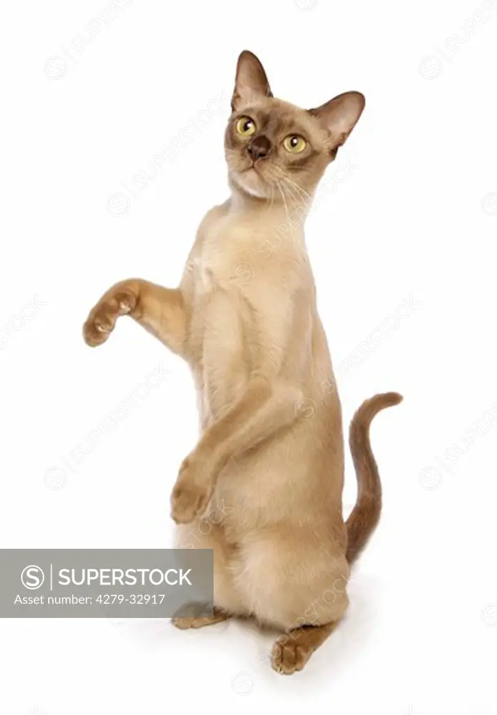 Burmese cat - standing on hind paws