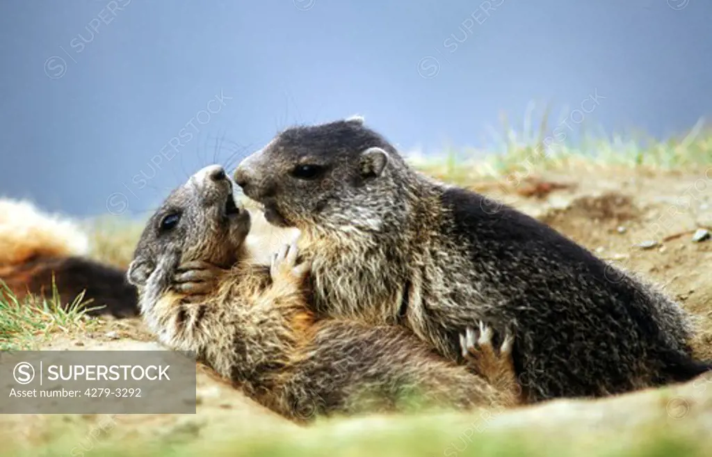 two Alpine marmots, Marmota marmota